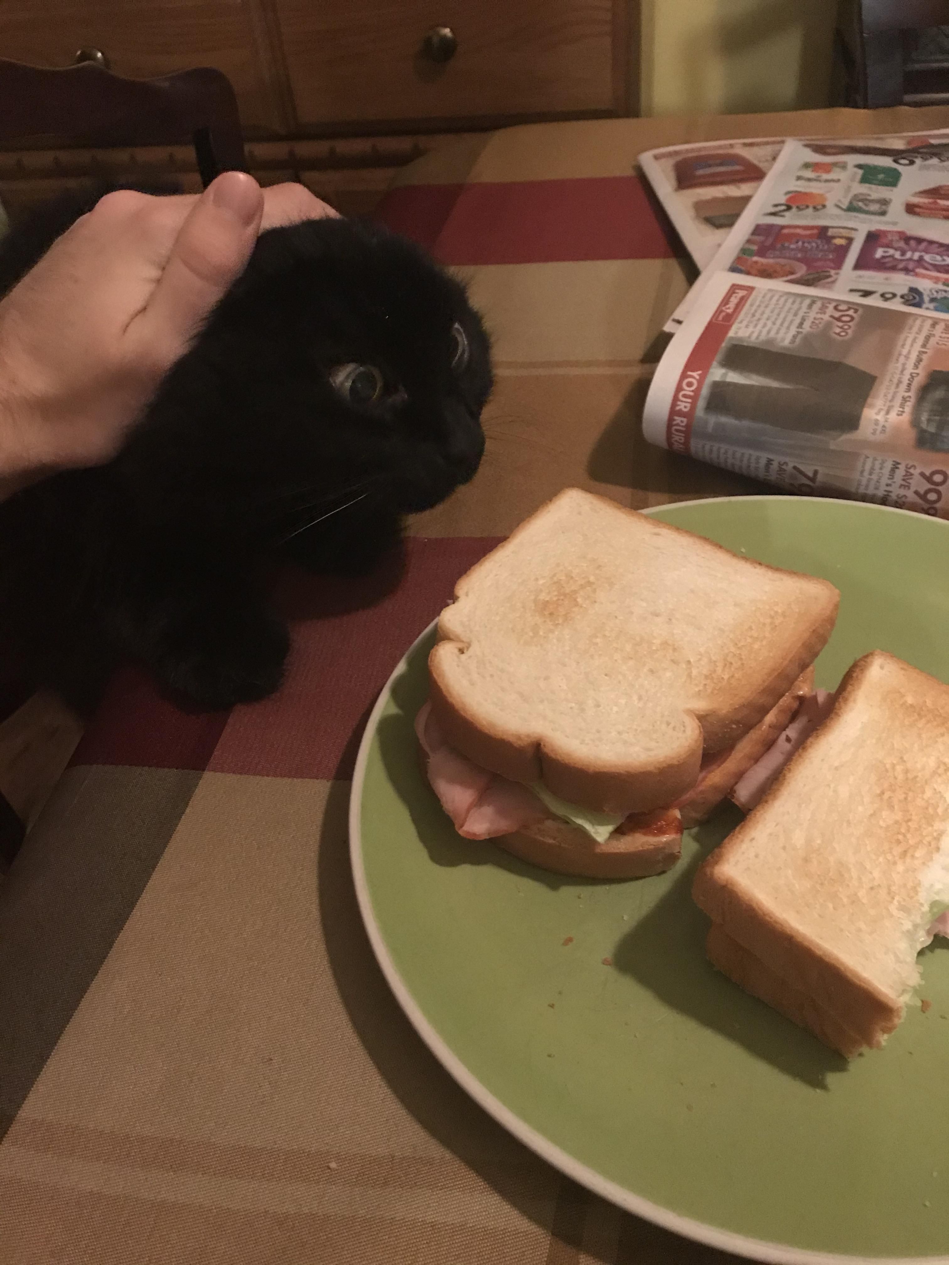 My cat trying desperately to get my sandwich.