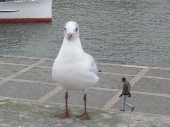 "I will walk very quietly so that the giant gull doesn't detect it."