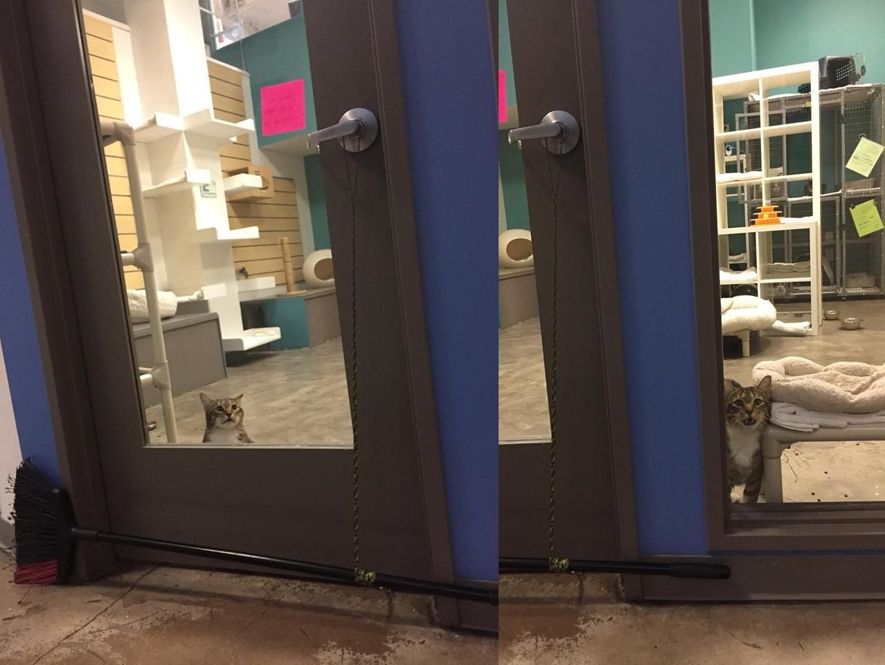 This shelter cat named Quilty kept opening the door to let all the cats out, so the staff rigged up a broom to keep the door closed. Quilty is not happy about this.