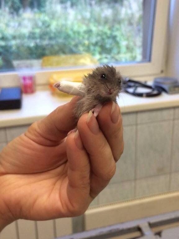 A little hamster with a broken bone, the doctor had a hard time dressing it