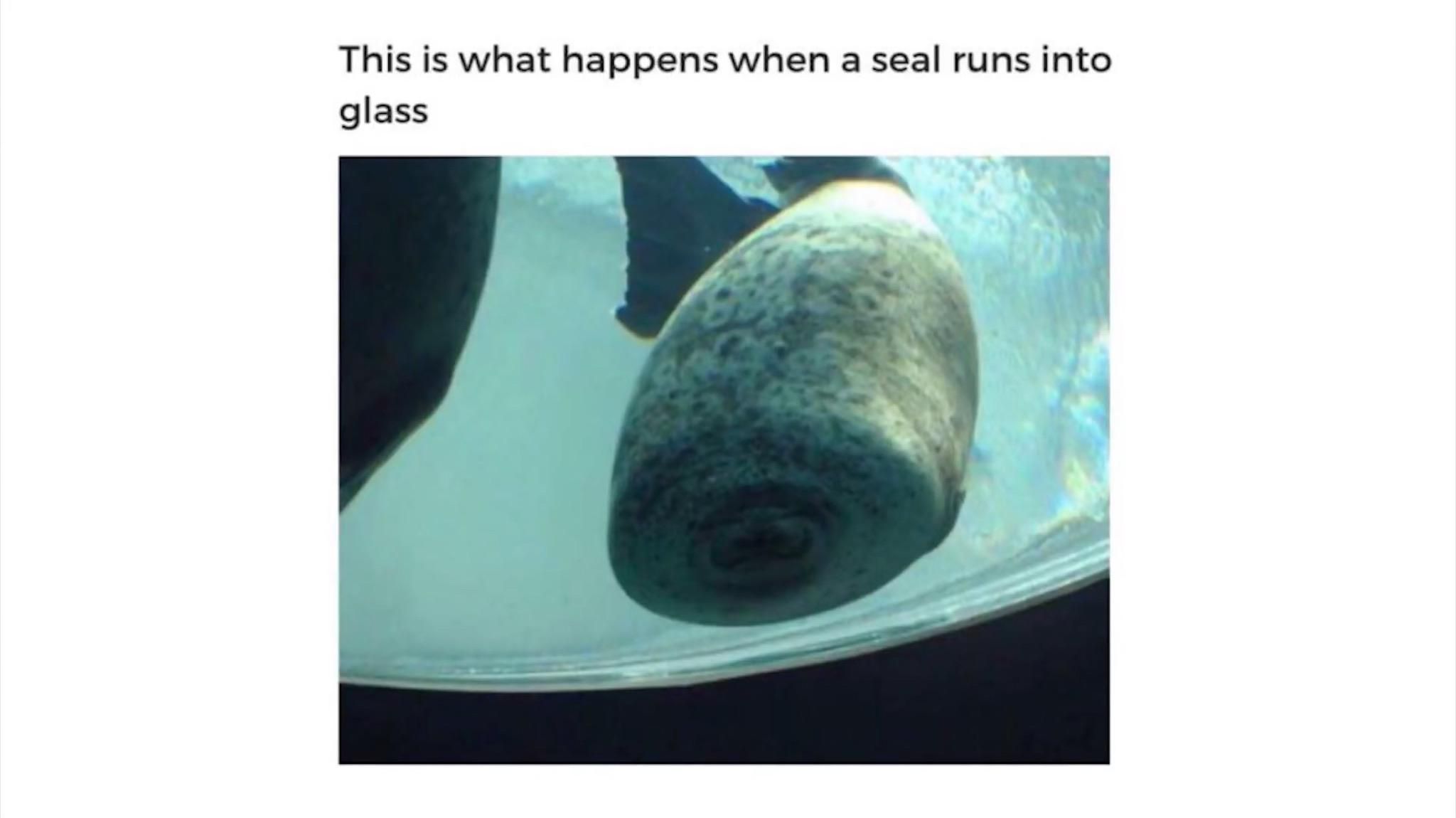 Seals are cute