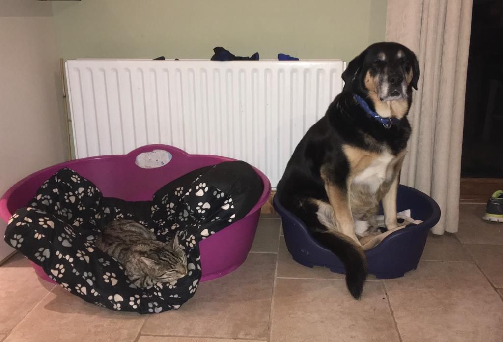 My cat kicks my poor boy out of his bed and into hers. His face says it all lol
