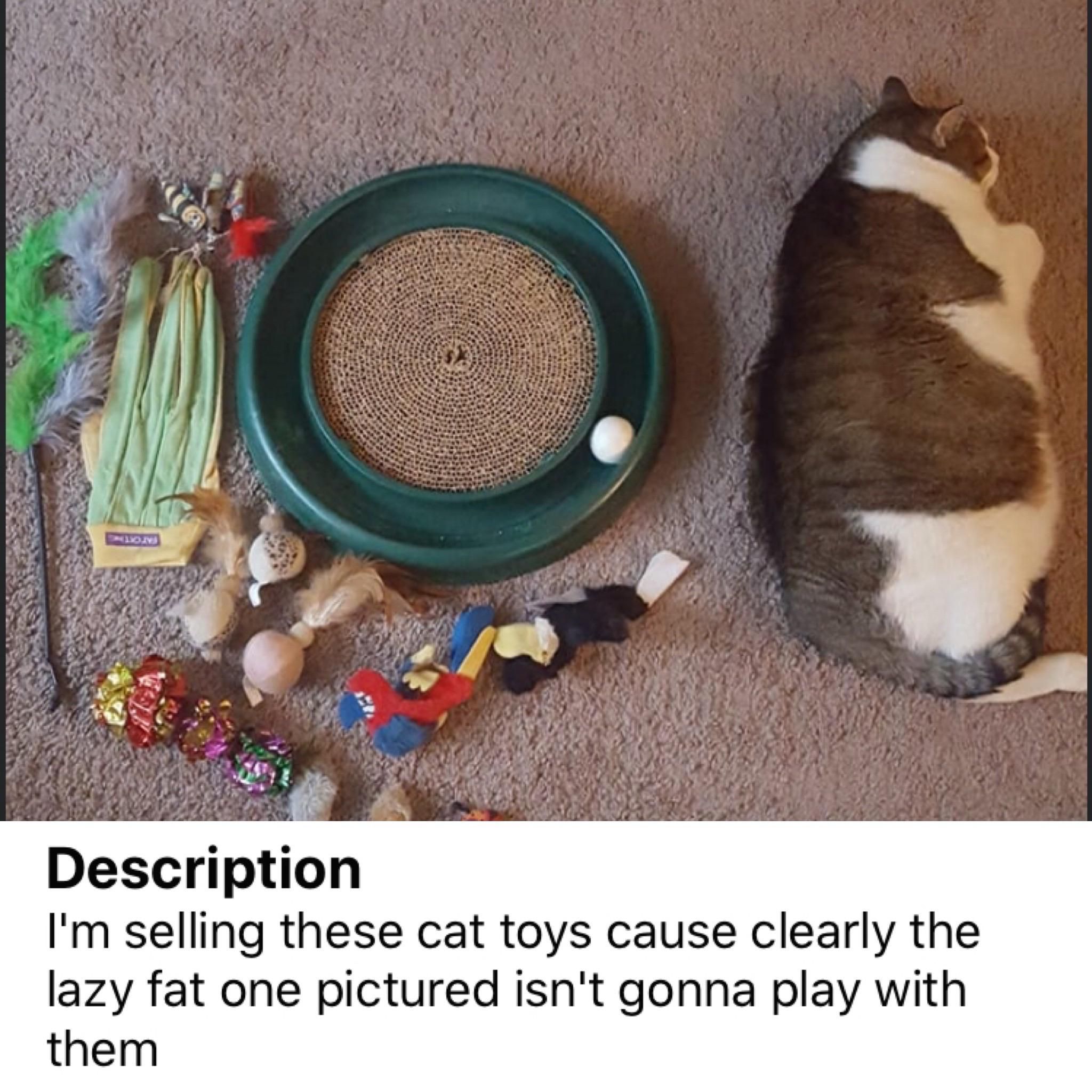 Fat lazy cat