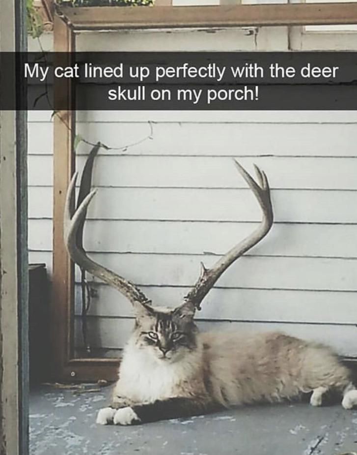 Ignore the caption.. but why does this cat look ***ing ginormous!