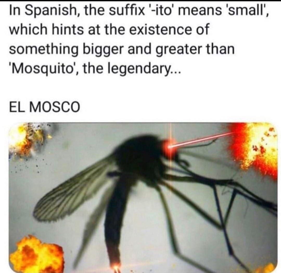 El mosco is my spirit animal