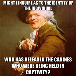 Who let the dogs out