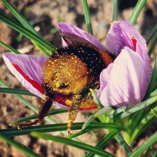 Tired bumblebee fell asleep inside a flower with pollen on its butt