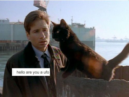 Rare footage of Dudder trying to communicate with cats