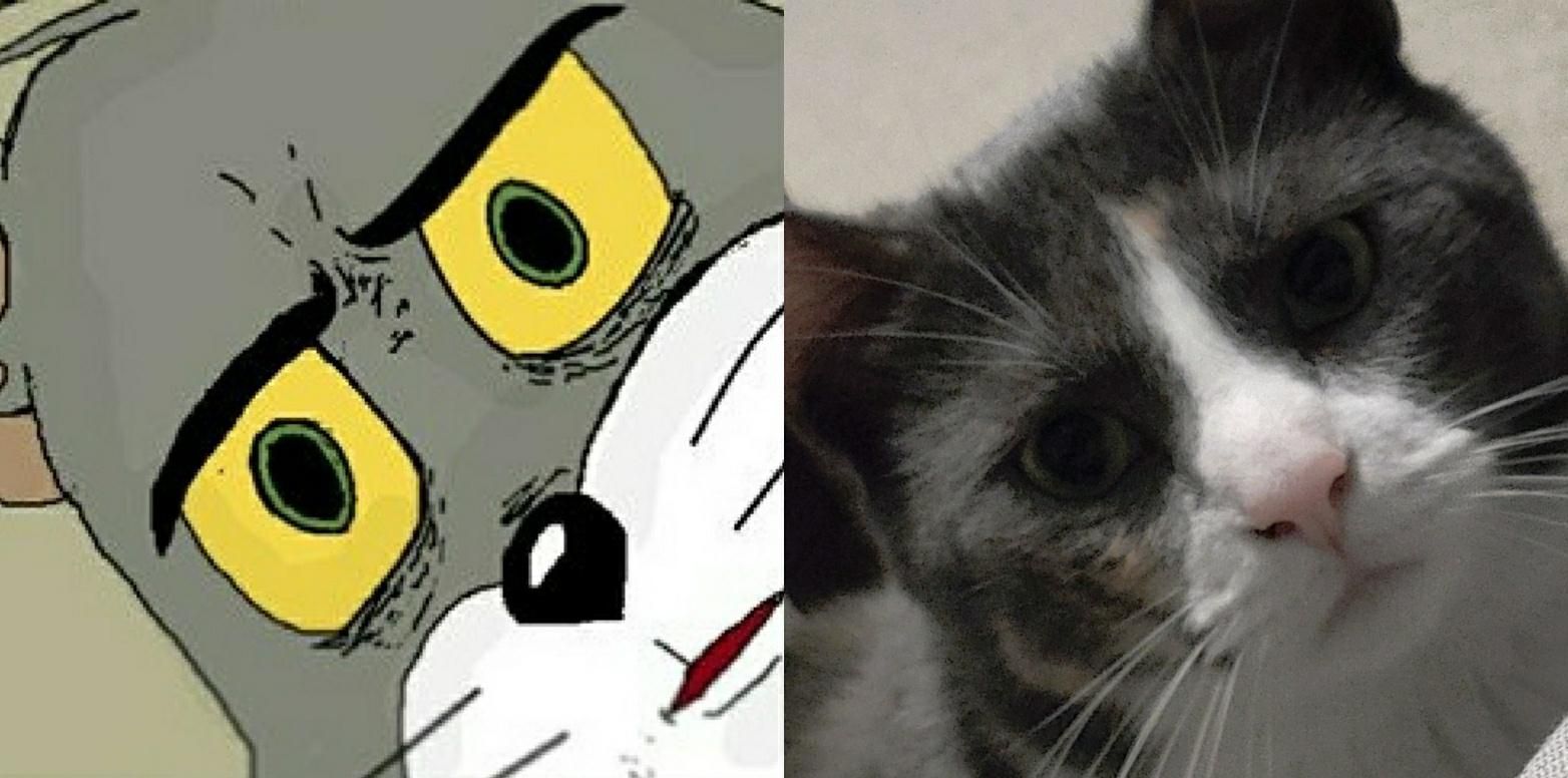 My roommate's cat doesn't completely trust me yet. I thought her "concerned" expression looked familiar, but I couldn't quite remember where I'd seen it before
