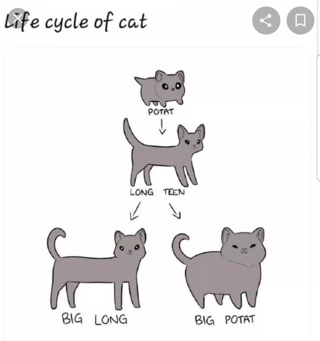 Lifecycle of cat