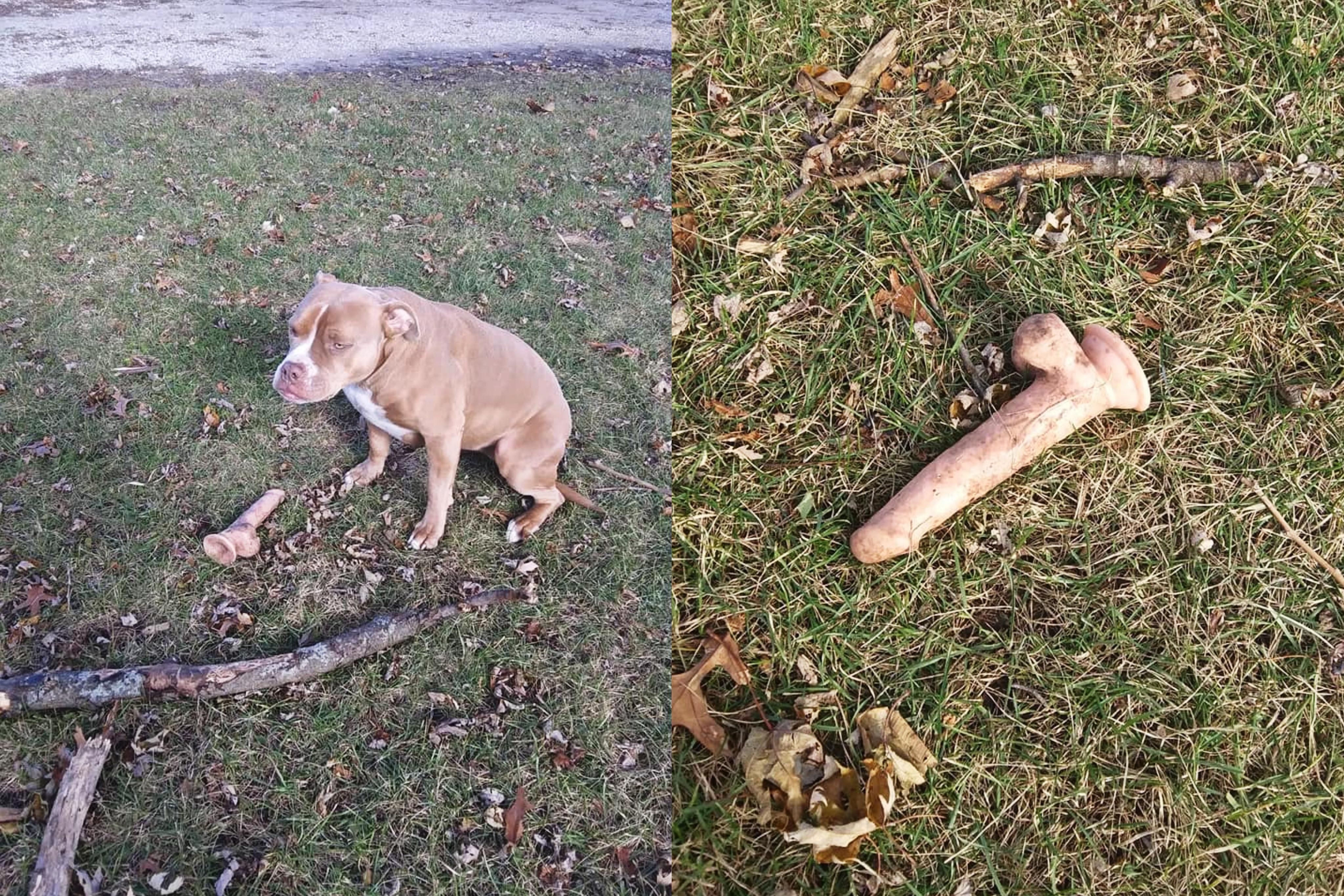 ‘If any of y’all are missing a dildo, my dog found it’