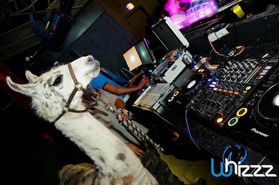 DJ Llama
