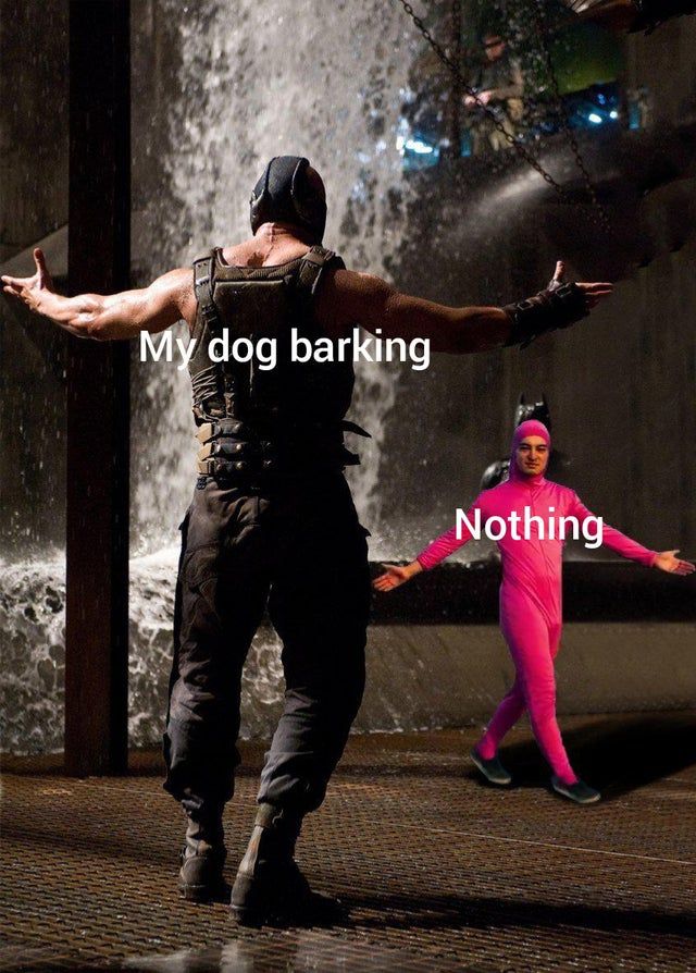 Barking intensifies in my back yard