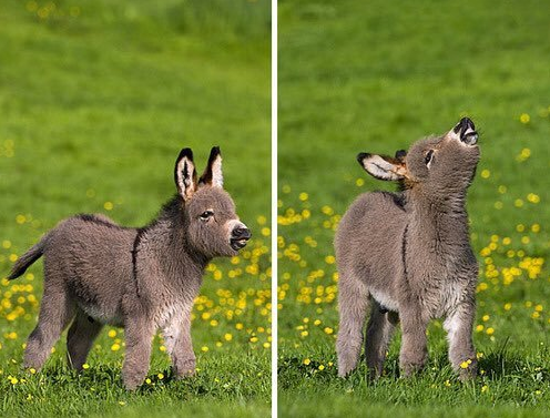 cute burro