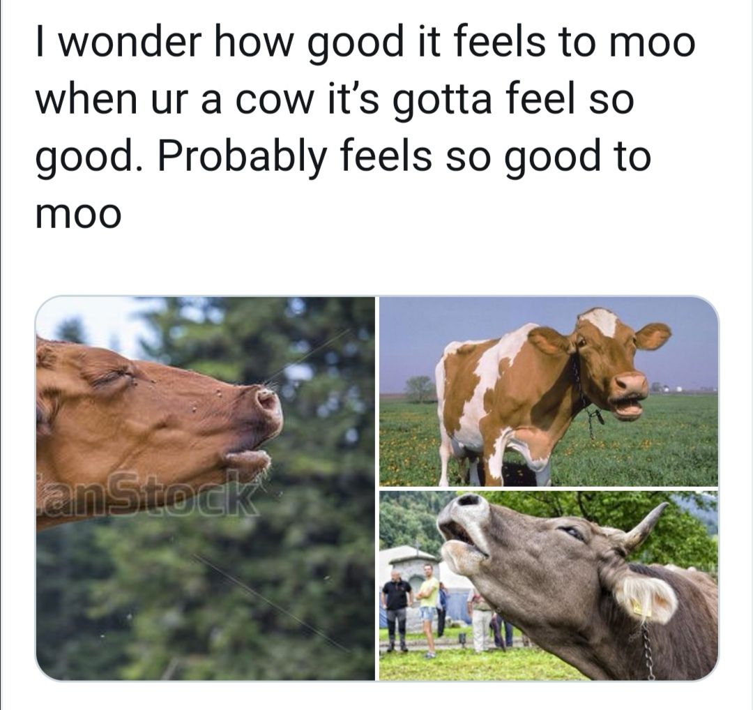 that feel when your lunch hits the 3rd stomach