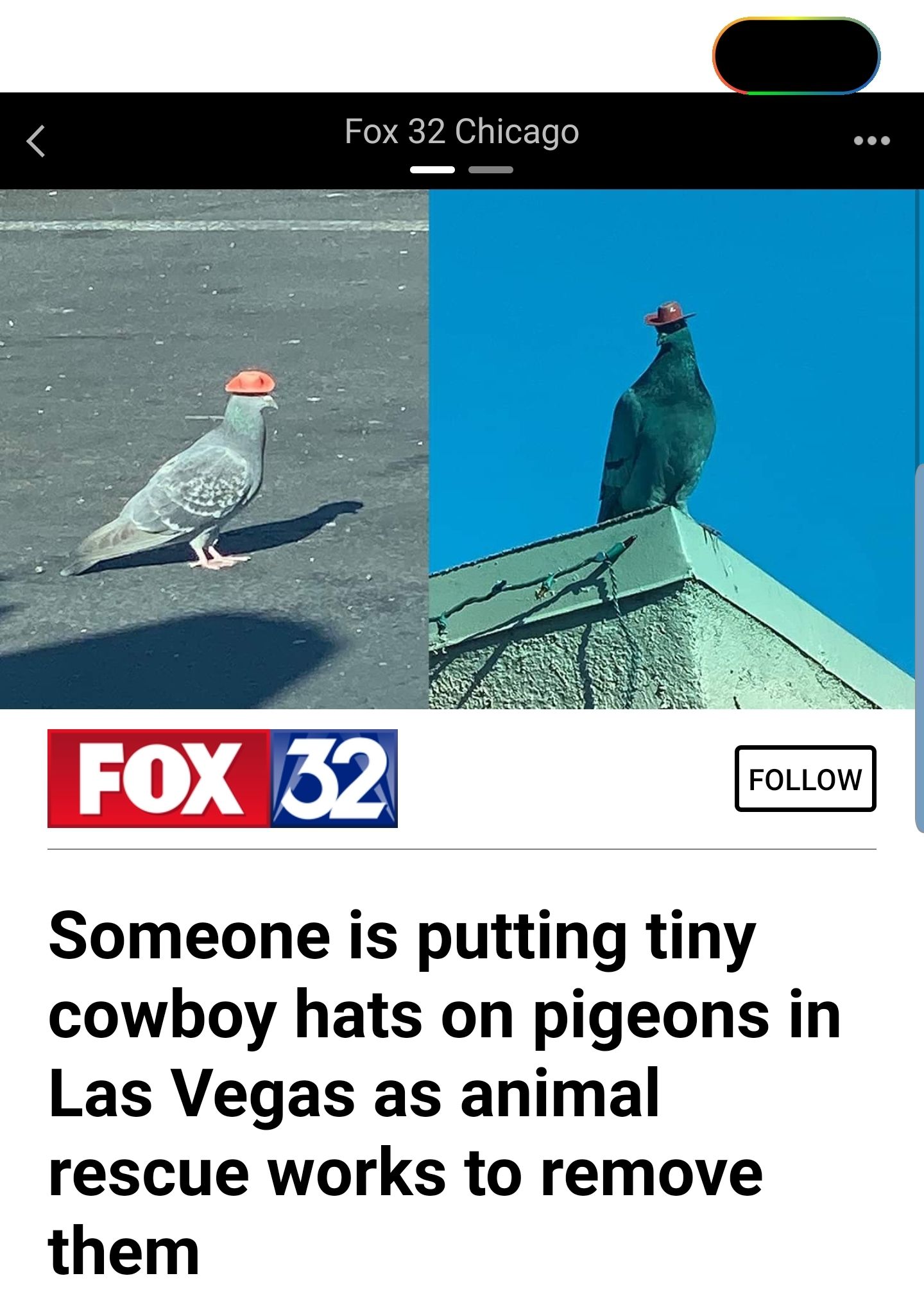 Pigeons with little cowboyhats