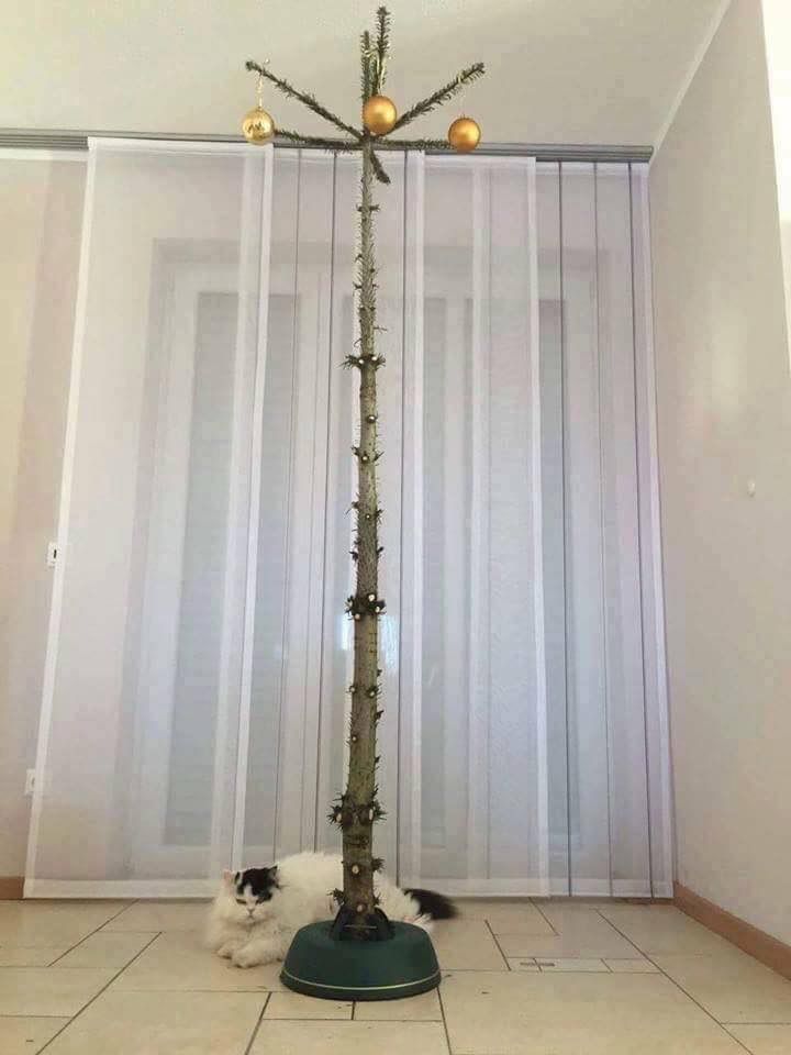 The cat is not happy with this Christmas tree
