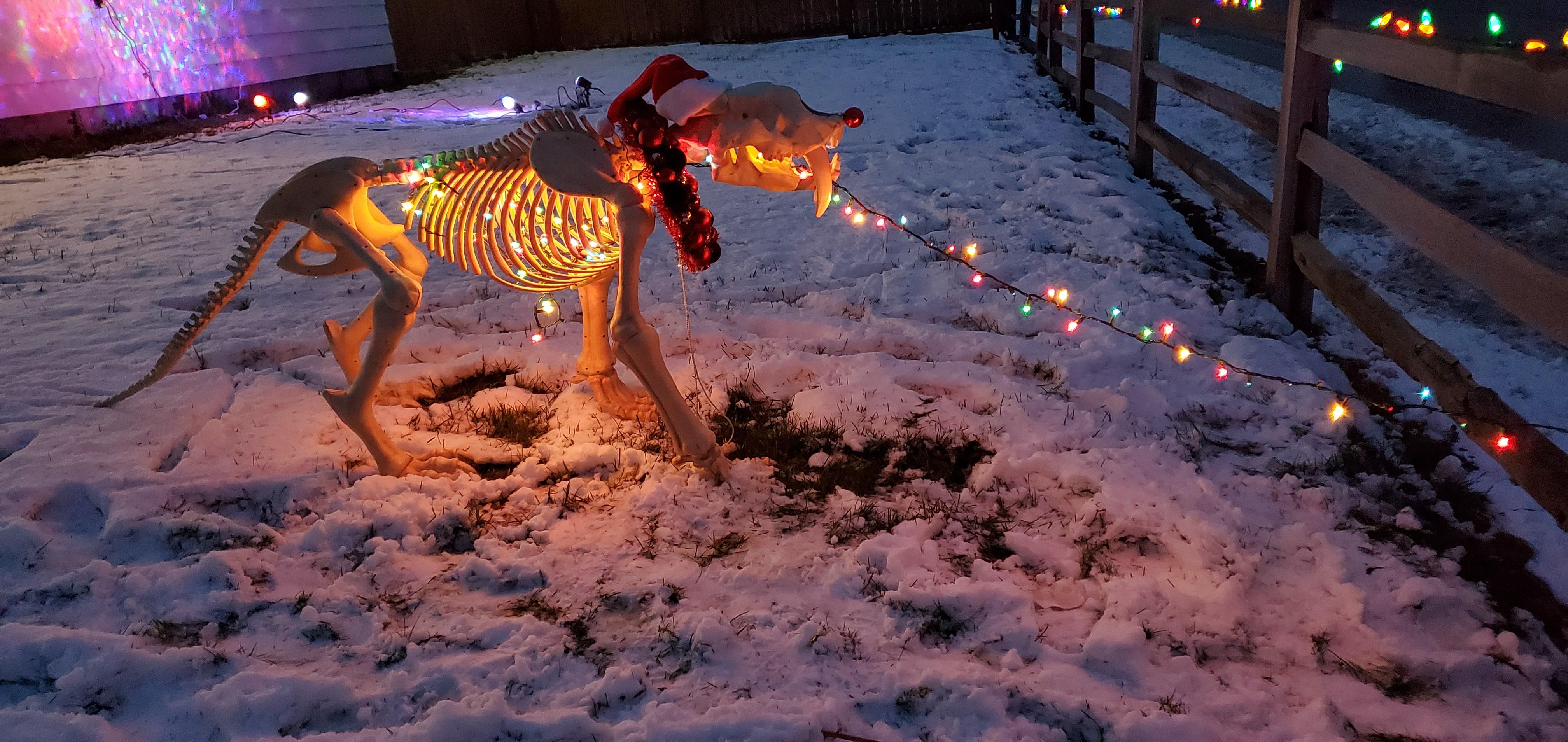 I didn't have a string of lights long enough for the whole fence so I made Kevin my Halloween sabertooth tiger eat the lights instead