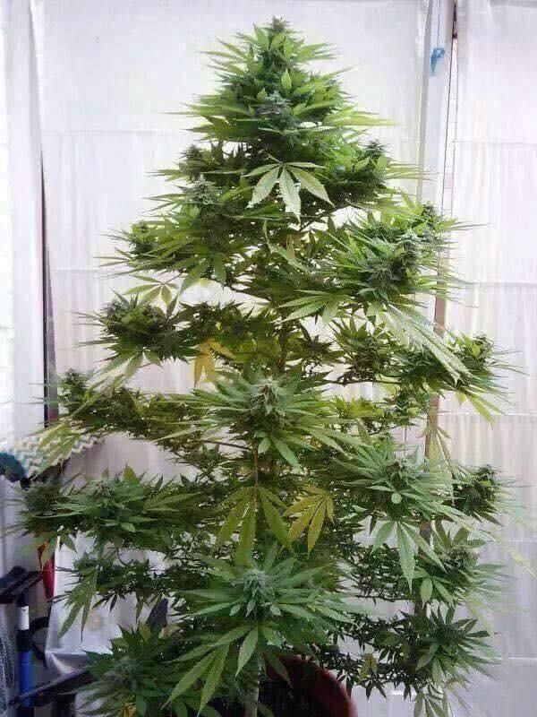 I think my Christmas tree is almost done decorating itself