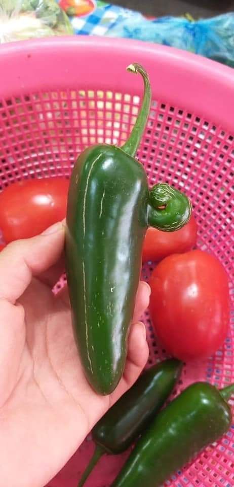 This Jalapeno has been training really hard.