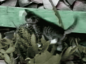 Hmm, what is that...? sh*t, cactus!