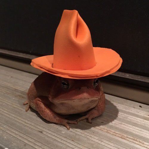 Old Town Toad