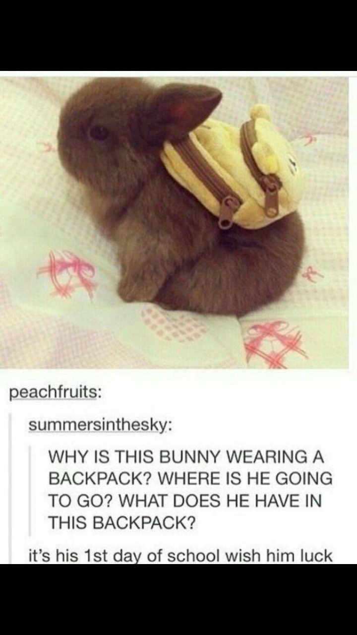 Bunny's first day of school