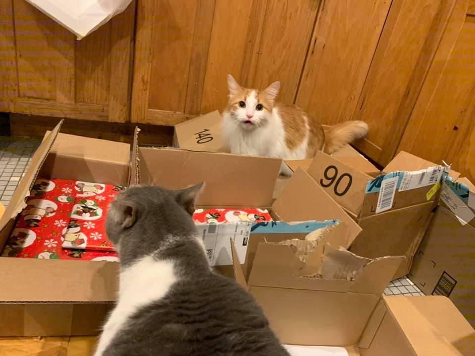 From a friend of mine: “It’s hour 17. I’ve wrapped 4.5 presents. Meanwhile, the cats have reached a new level of psychotic.”
