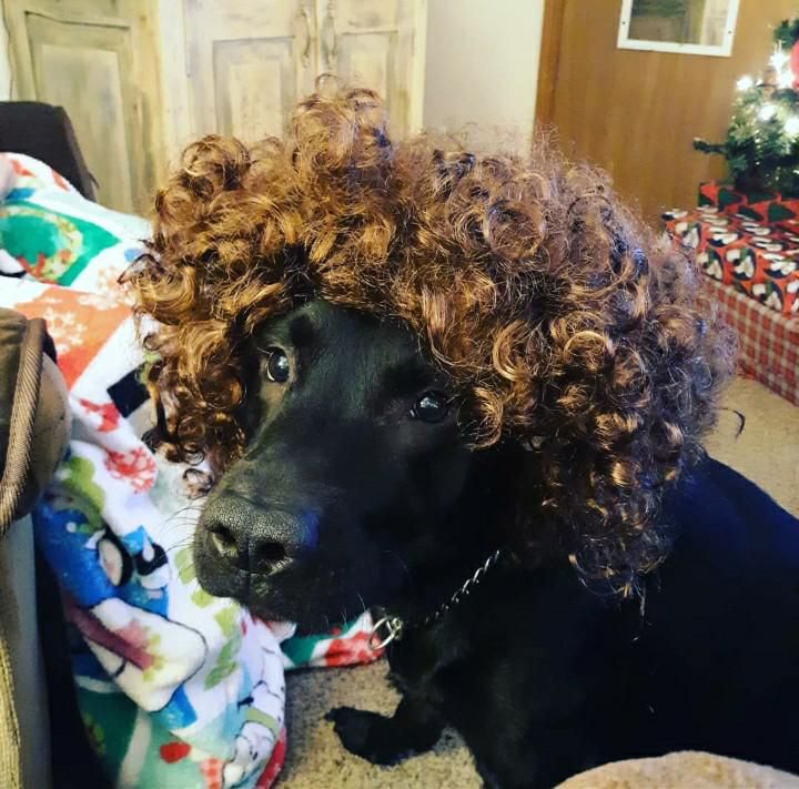 I put a wig on my dog because why not and I do not regret my impulsive decision.