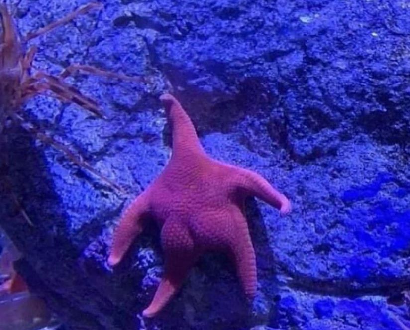 Patrick, Where's your pants?