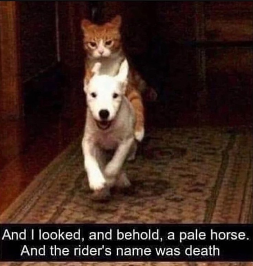 It's an old meme, so it might be a re. But it might also be an old re, so *** off
