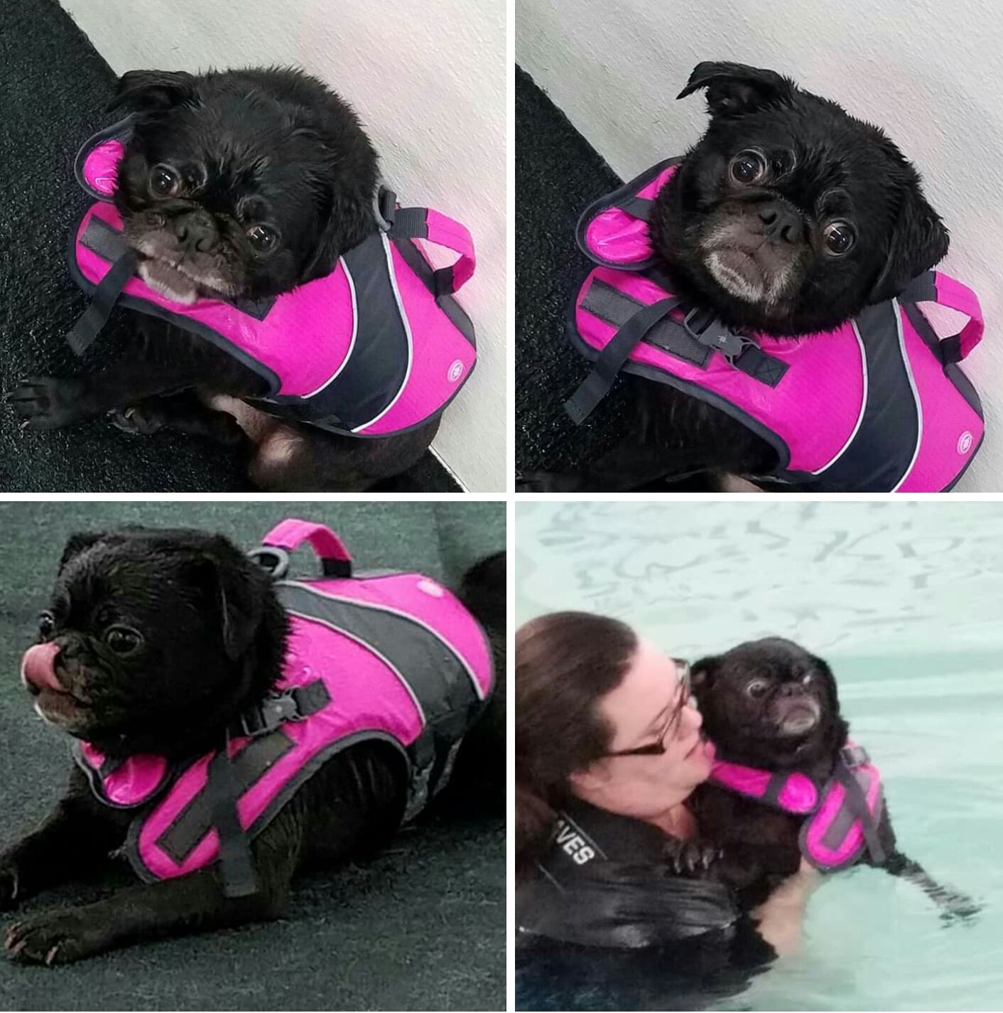 I work at a pool for dogs and this pug came in for a swim today