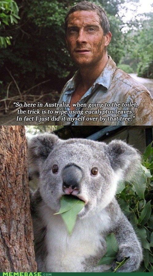 Just Bear offending a Koala Bear