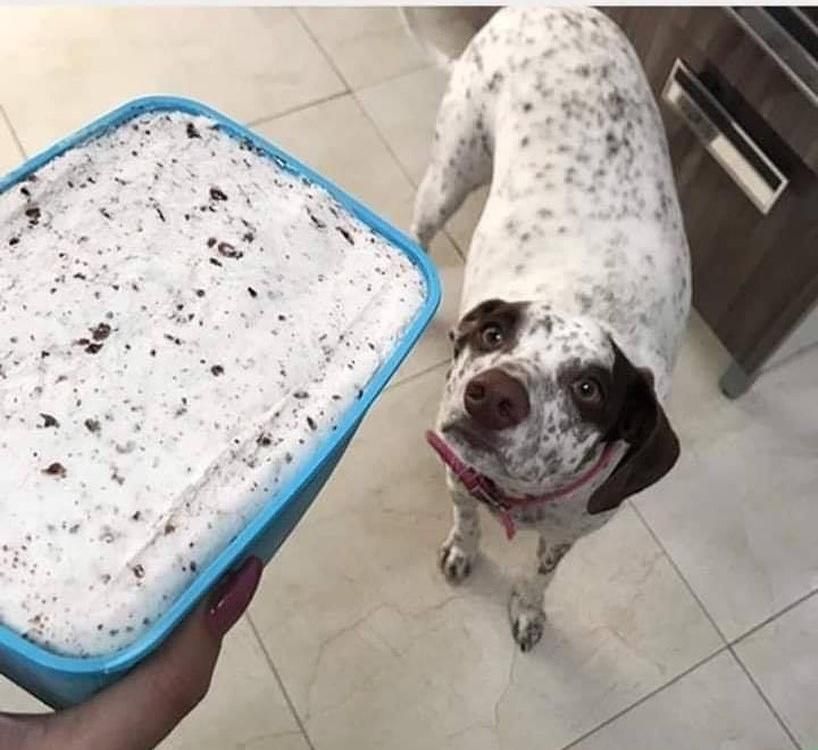 Doggo ice cream