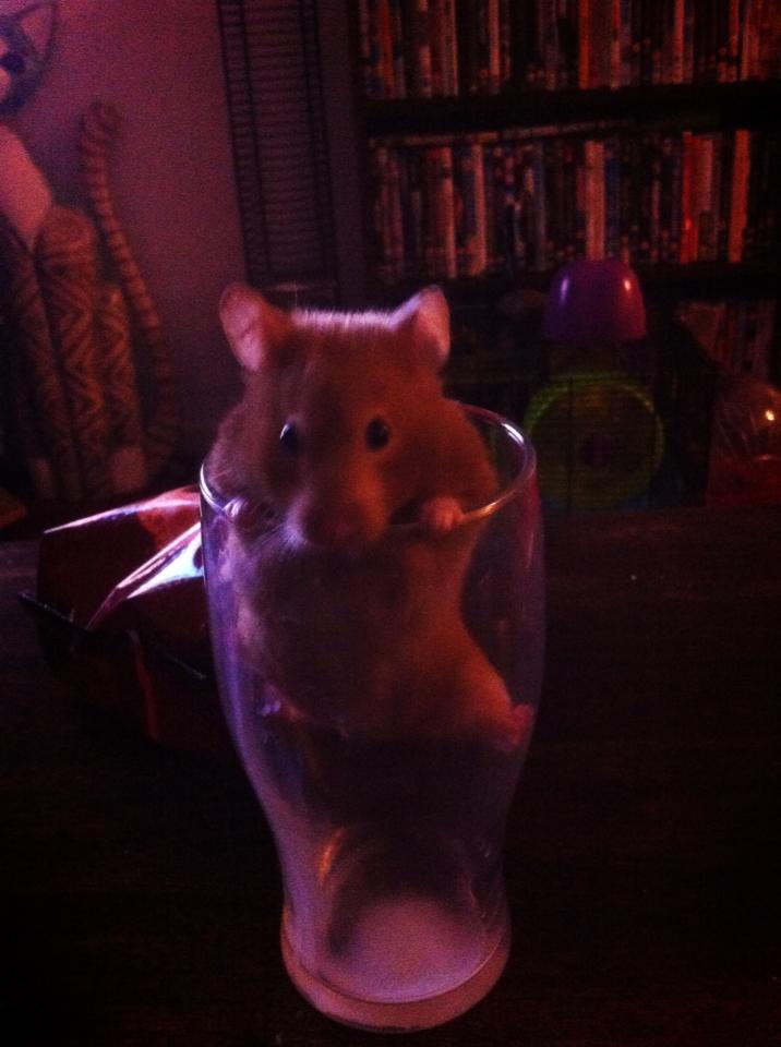 So, I tried to give my hamster some milk...