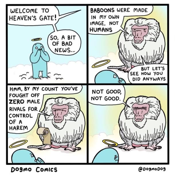 respect baboons