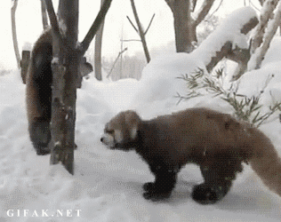 Baby red pandas playing....