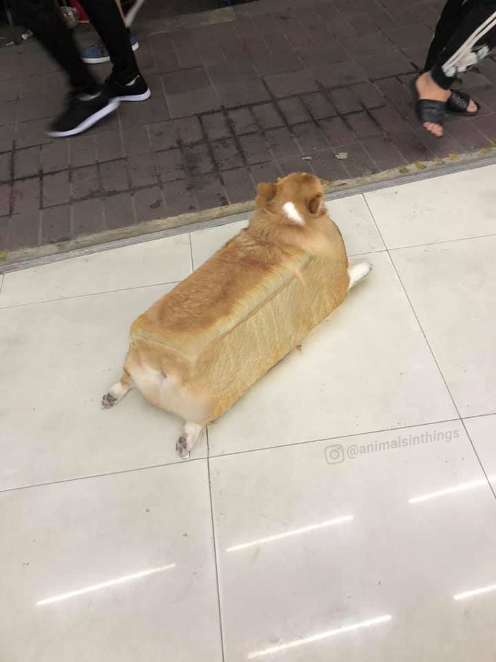 Here is an inbread dog.