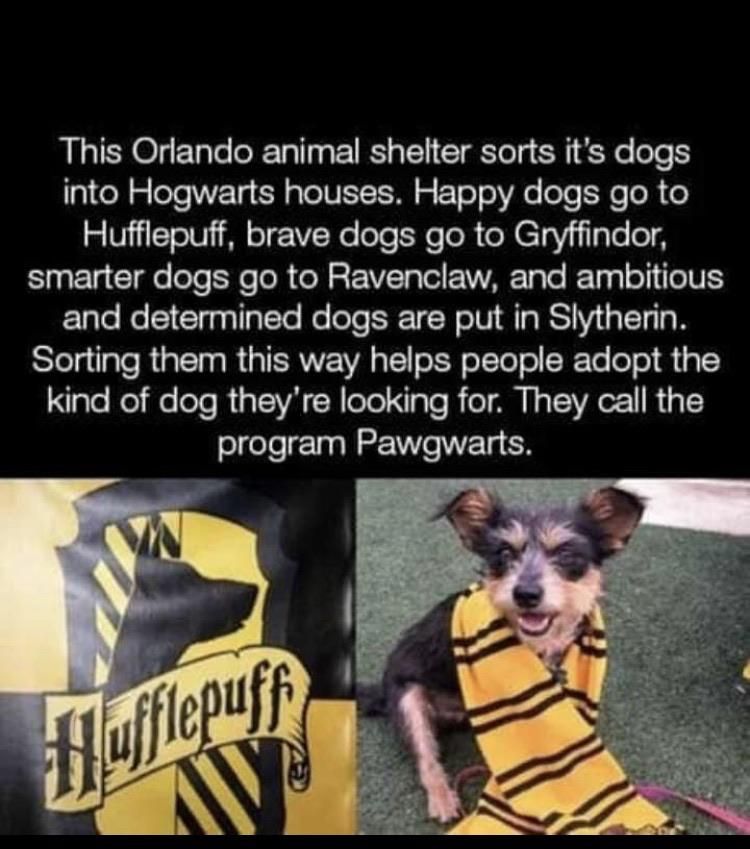 They should have renamed the houses - Wooffindor, Hufflemutt, Ravenpaw and Sloberin. I'd adopt a doggo from Hufflemutt!