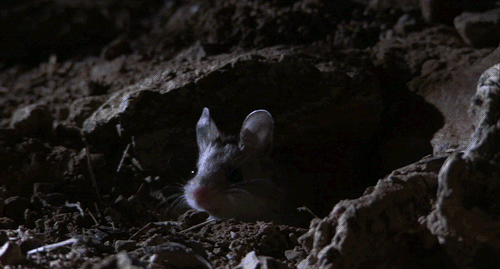 Shaman mouse
