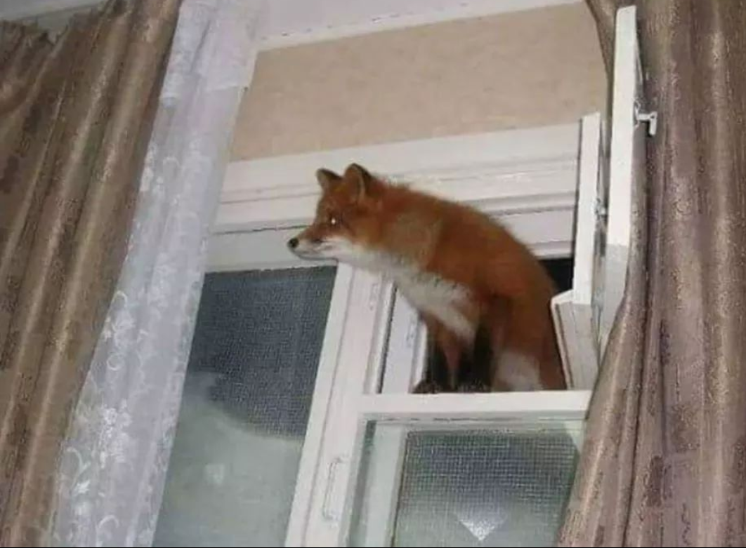 Firefox Windows has been successfully installed!