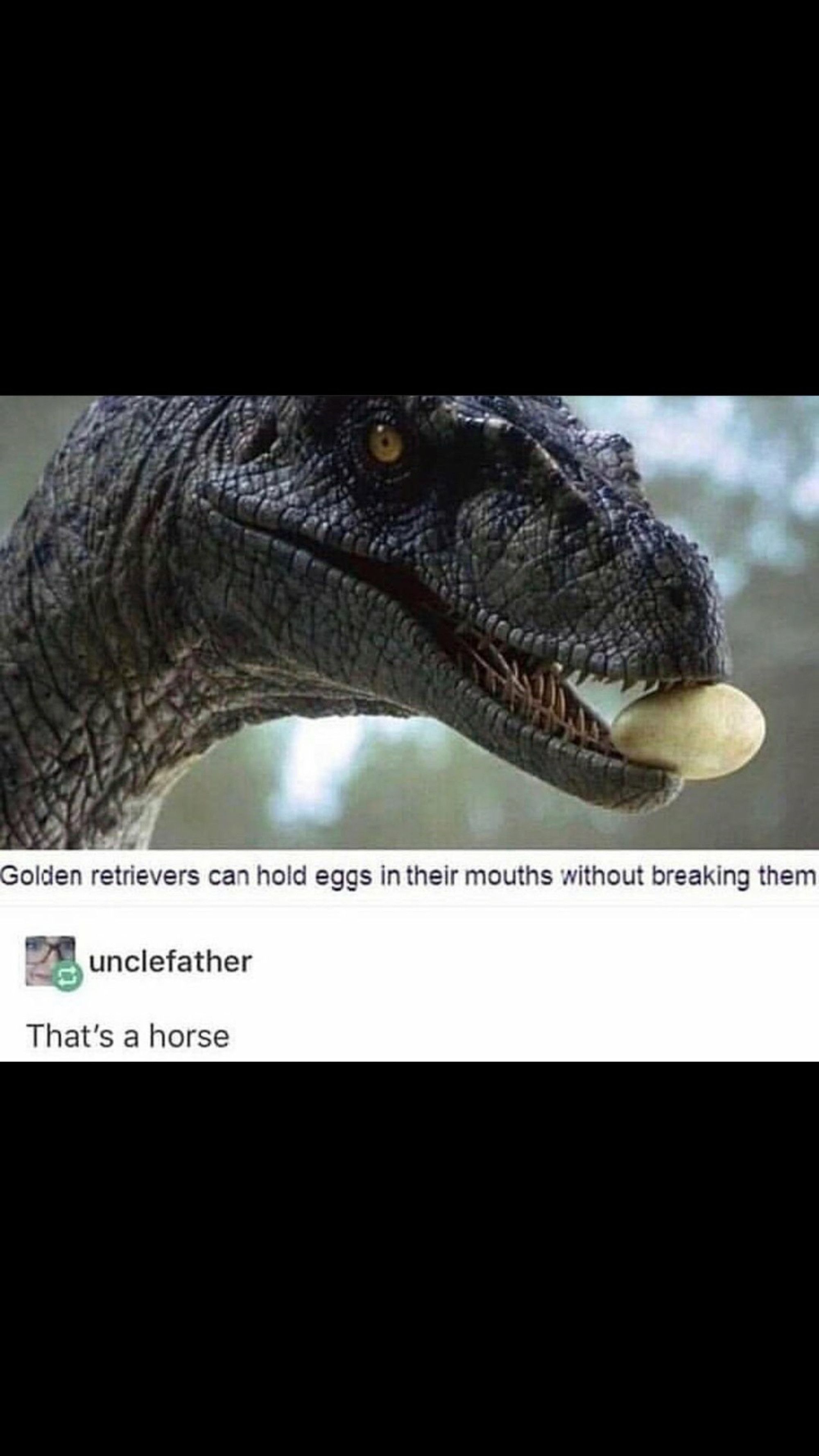 Definitely a horse.