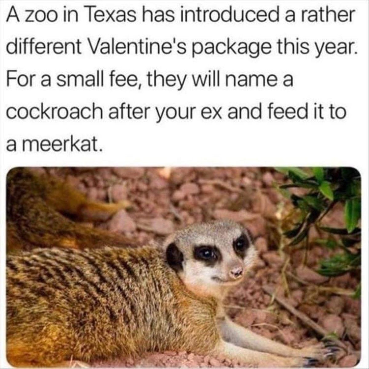If you T-pose at a meerkat, it'll T-pose right back