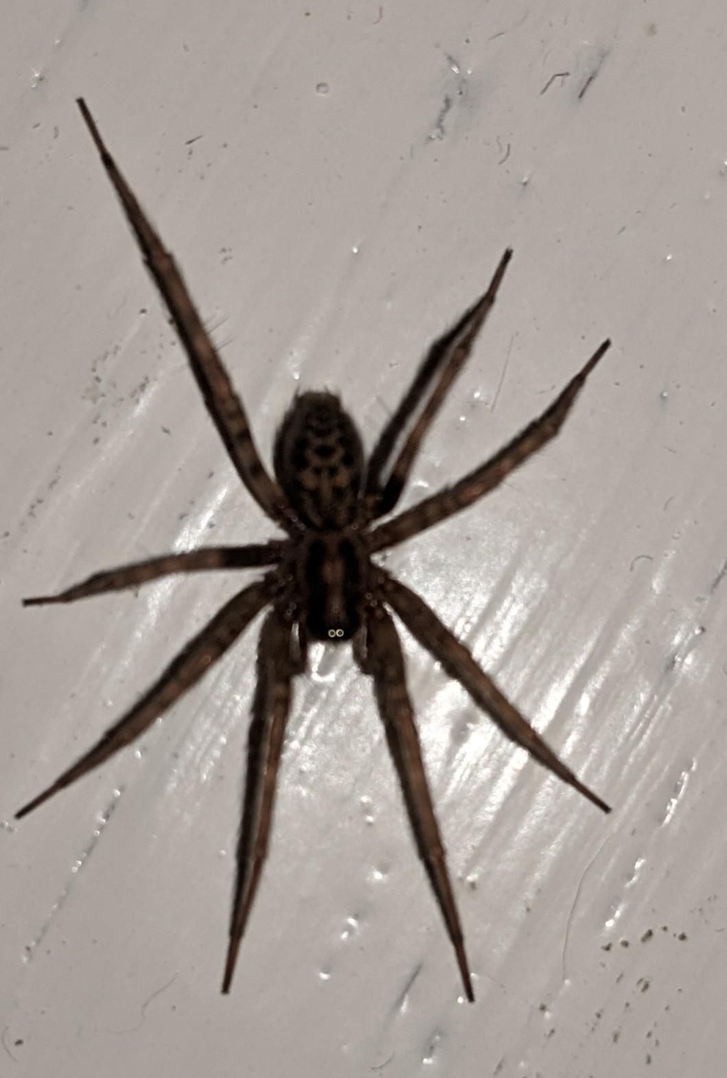I tried to get a close-up of this spider to try and identify the species but I ended up just giving it Googley eyes when the flash bounced off 2 of it's eyes