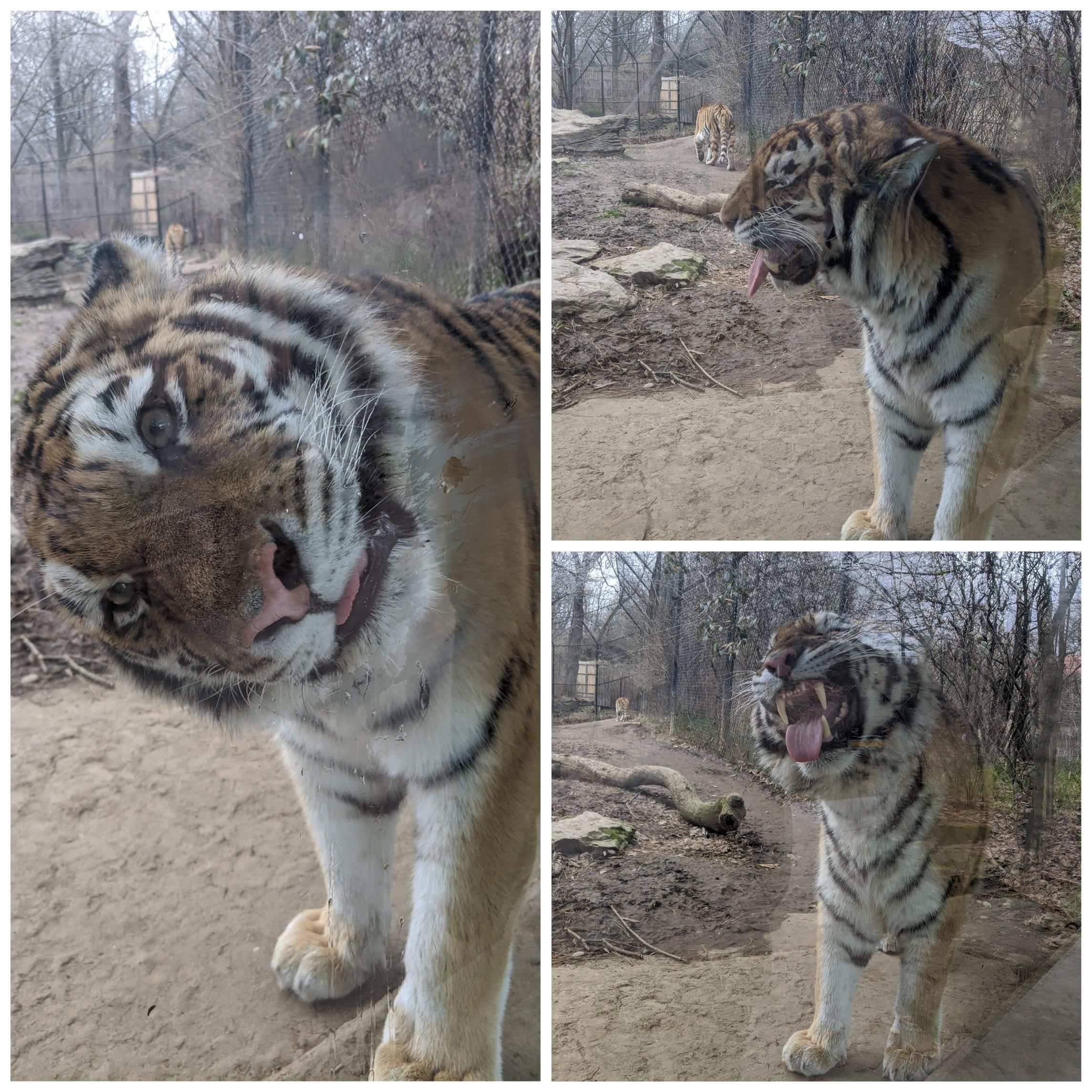 This tiger at the zoo licked the window then had instant regrets.