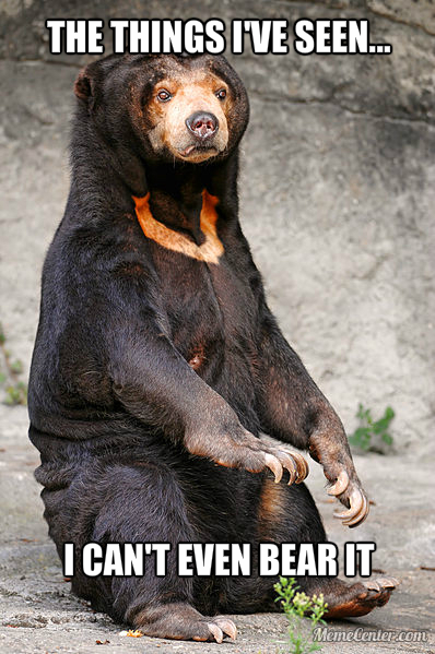 Traumatised bear