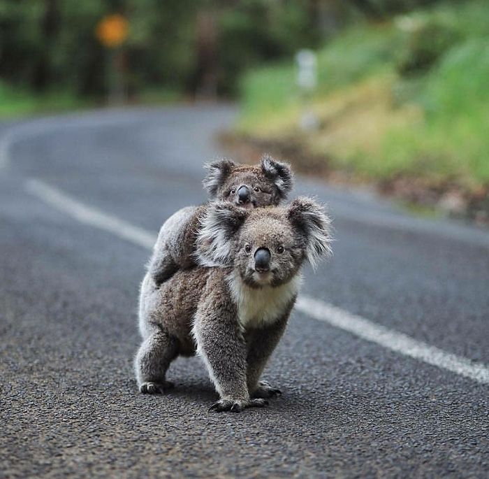 Baby koala on his mother's back