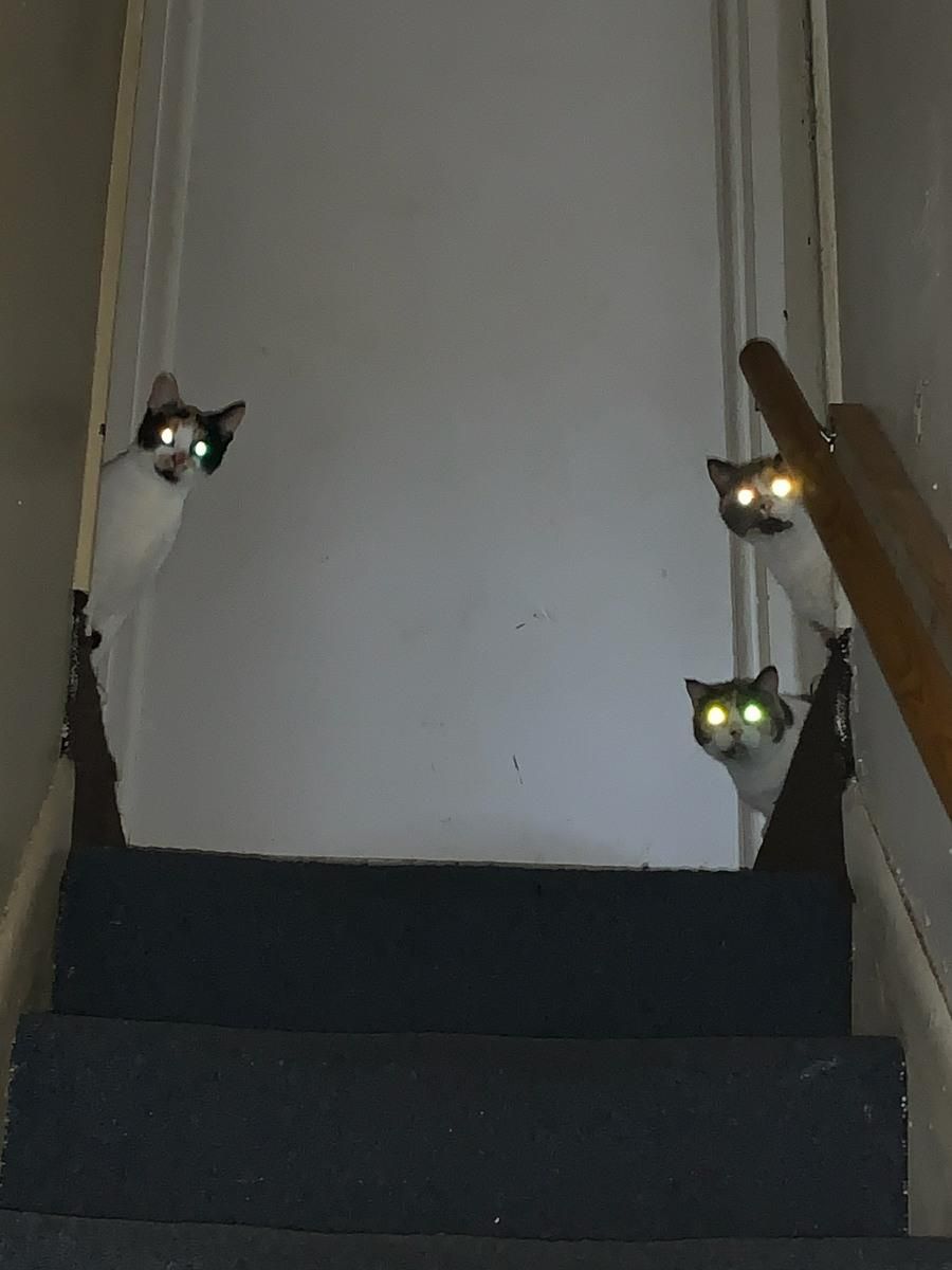 Had someone drop by to get photos of ceiling damage from bad weather. Got a message from him soon after he got there saying "Come Play With Us." My cats are weird...