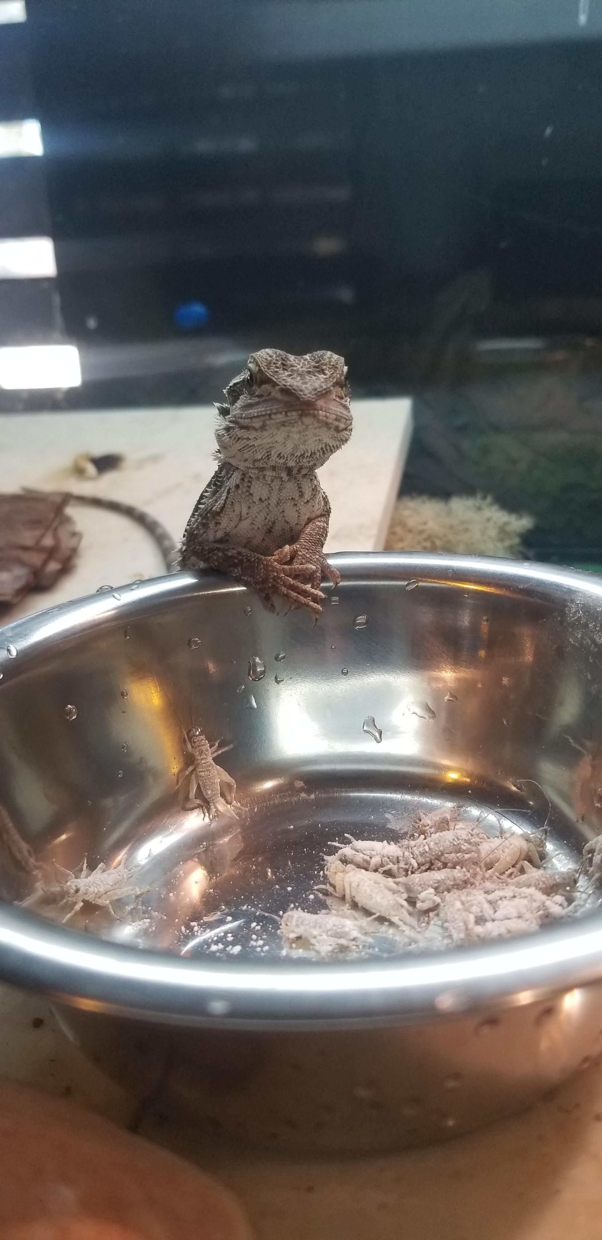 I dropped some crickets in her food bowl and she gives me this glimpse.
