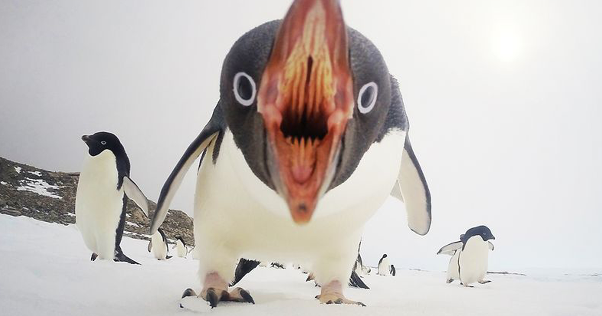 Penguins are cute